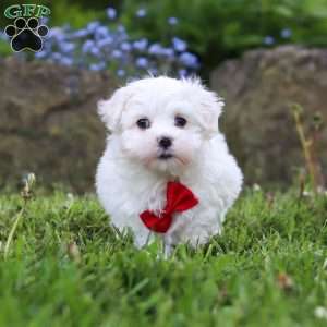 Cade, Maltese Puppy